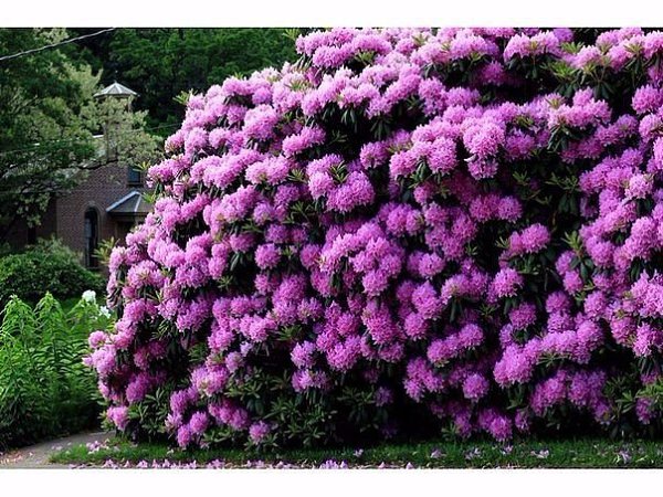 Субстрат для посадки рододендронов.Почва для посадки рододендронов должна быть кислой (рн-4,5-5,5), ...