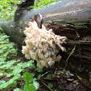 ��������. ������ ��������� ����� �� ������� �������