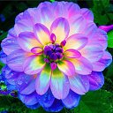 ���� Eric, ����, 61 ��� - ��������� 21 ��� 2016 � ������ �Flora and fauna�