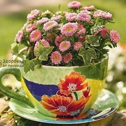 �������, �����������