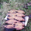 ���� �������, ������� ��������, 42 ���� - ��������� 4 ���� 2016 � ������ ���� ����������