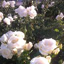  A-nn-i, , 49  -  5  2016    