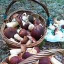  , -, 62  -  25  2016