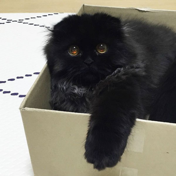 Этого кота зовут Gimo и у него большие прекрасные глаза - 2