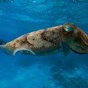 ���� Eric, ����, 61 ��� - ��������� 29 ������ 2016 � ������ �The beauty of the sea�