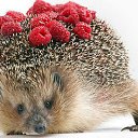 ���� �����, ����������, 62 ���� - ��������� 15 ���� 2016 � ������ ���� ����������