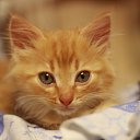 ���� �������, �����-���������, 55 ��� - ��������� 3 ������� 2016 � ������ ��������