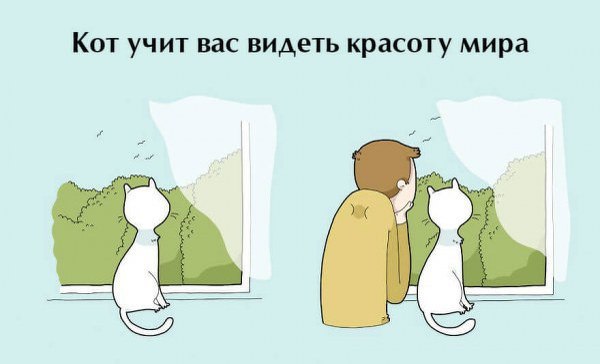 Десять плюсов жизни с котом - 10