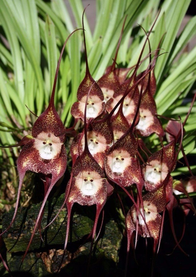 Виды необычных растений. Орхидея Обезьянья Дракула. Dracula Simia Орхидея. Обезьянья Орхидея Dracula Simia. Орхидея-обезьяна, Обезьяний Дракула (Dracula saulii).