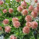 ���� Eric, ����, 61 ��� - ��������� 21 ��� 2016 � ������ �Flora and fauna�