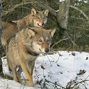 ���� ���������, ������ - ��������� 3 ��� 2016 � ������ ���� ����������