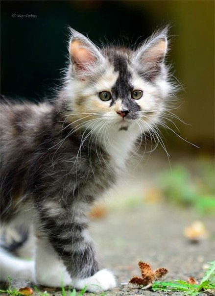 Котики - муркотики - 9 апреля 2016 в 18:28