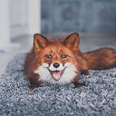 ���� ����, ������ - ��������� 14 ���� 2016 � ������ ���� ����������