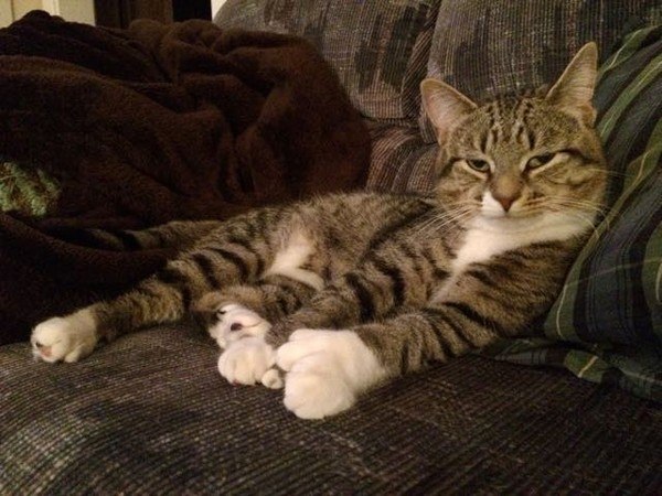 Приютский кот с огромными лапами изменил жизнь одного мужчины - 3