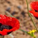 ���� �����, ���������, 55 ��� - ��������� 31 ������� 2016