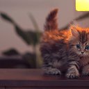 ���� ������, ������, 30 ��� - ��������� 10 ���� 2016