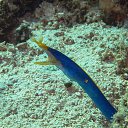 ���� Eric, ����, 61 ��� - ��������� 29 ������ 2016 � ������ �The beauty of the sea�