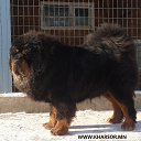 ���� Amgaa Kharsor, ����-�����, 52 ���� - ��������� 17 ���� 2016 � ������ ���� ����������