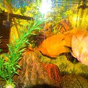 ���� Evgeny, ������ - ��������� 17 ������ 2016