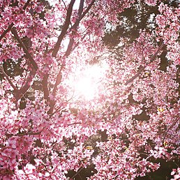 ����, �����-���������