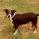 ������ ( ���������� )