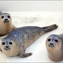 ���� ����������, ������, 33 ���� - ��������� 13 ��� 2016 � ������ �Seal Team�