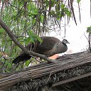  , , 52  -  16  2016   !!!