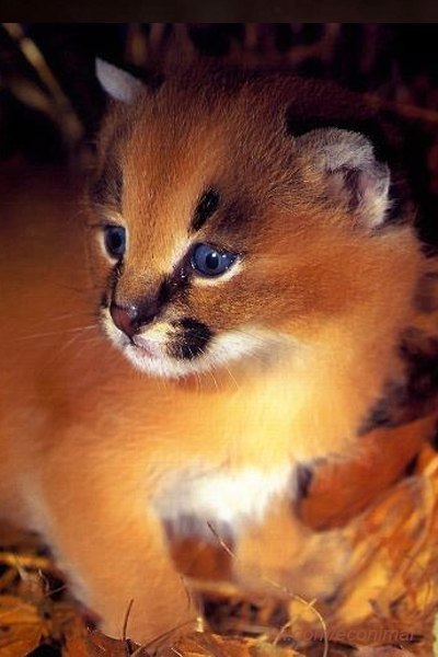  (Caracal caracal),       .    ... - 3