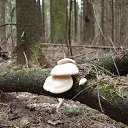 ������ ������� �� ������� �������