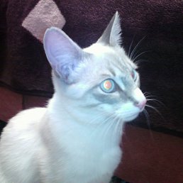 �����, �����������, 23 ����