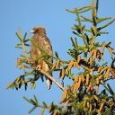 ���� ���� ��������, �����-��������� - ��������� 7 ���� 2016