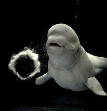       (Shimane Aquarium)      . ... - 3