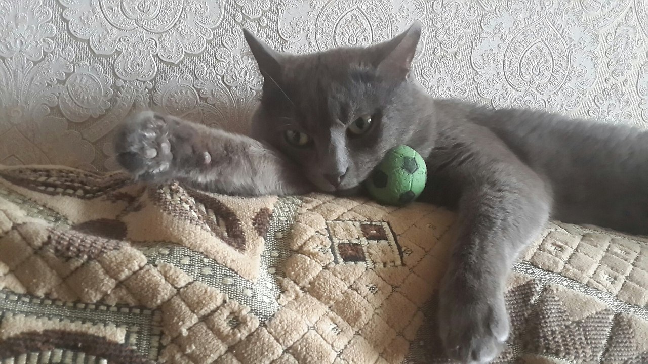 Мой любимый мальчик Тима.увидела объявление о его пристройстве на стене в зоогруппах моего города и ... - 5