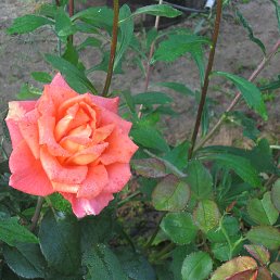 Nikolai, ������ ��������, 80 ���