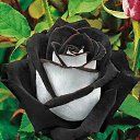 ���� ������, ���������, 49 ��� - ��������� 13 ��� 2016 � ������ ���� ����������