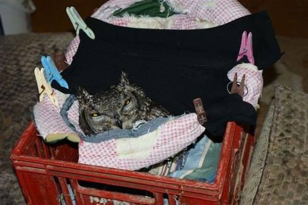 Удивительная история произошла в Южной Африке: молодой человек подобрал раненую сову и приютил её у ...