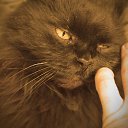 ���� ������, ������, 40 ��� - ��������� 10 ���� 2016 � ������ ����������� ��� ����� )�