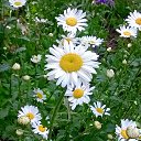 ���� �����, �����-���������, 70 ��� - ��������� 5 ���� 2016 � ������ ���� ����������