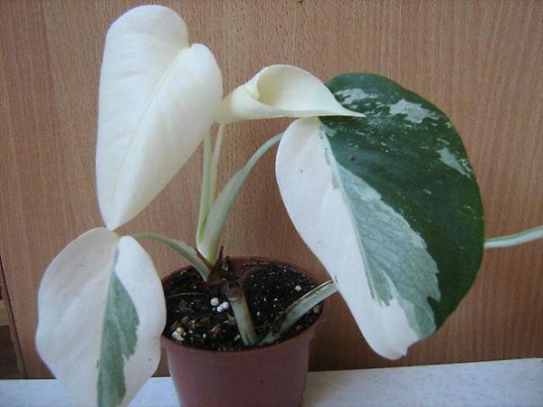 ПЕСТРОЛИСТНАЯ МОНСТЕРА. ОСОБЕННОСТИ УХОДА.Пестролистная монстера (M. deliciosa f. variegata) – ... - 6