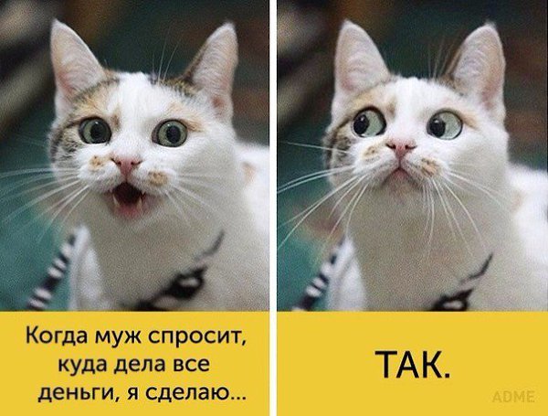����, ������ ������� ����� ������ ������������ - 4