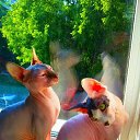 ���� ����, ������� - ��������� 26 ���� 2016 � ������ ���� ����������