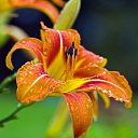 ���� ��������, �������, 52 ���� - ��������� 11 ����� 2016 � ������ ������ ��������