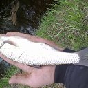  ,  , 40  -  27  2016    