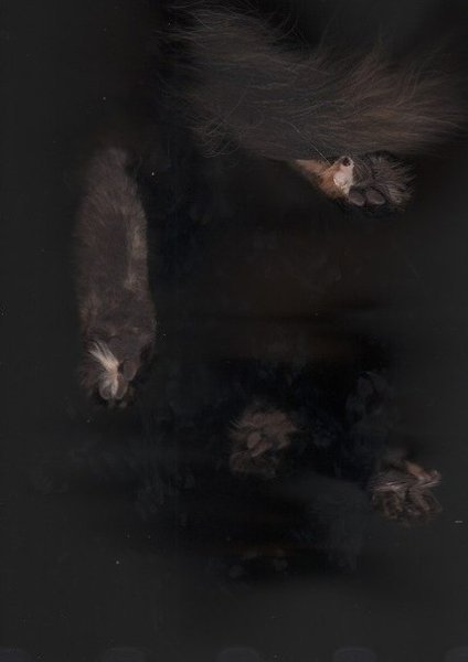 Сканирование кошки — вот то, ради чего действительно стоит жить. - 4