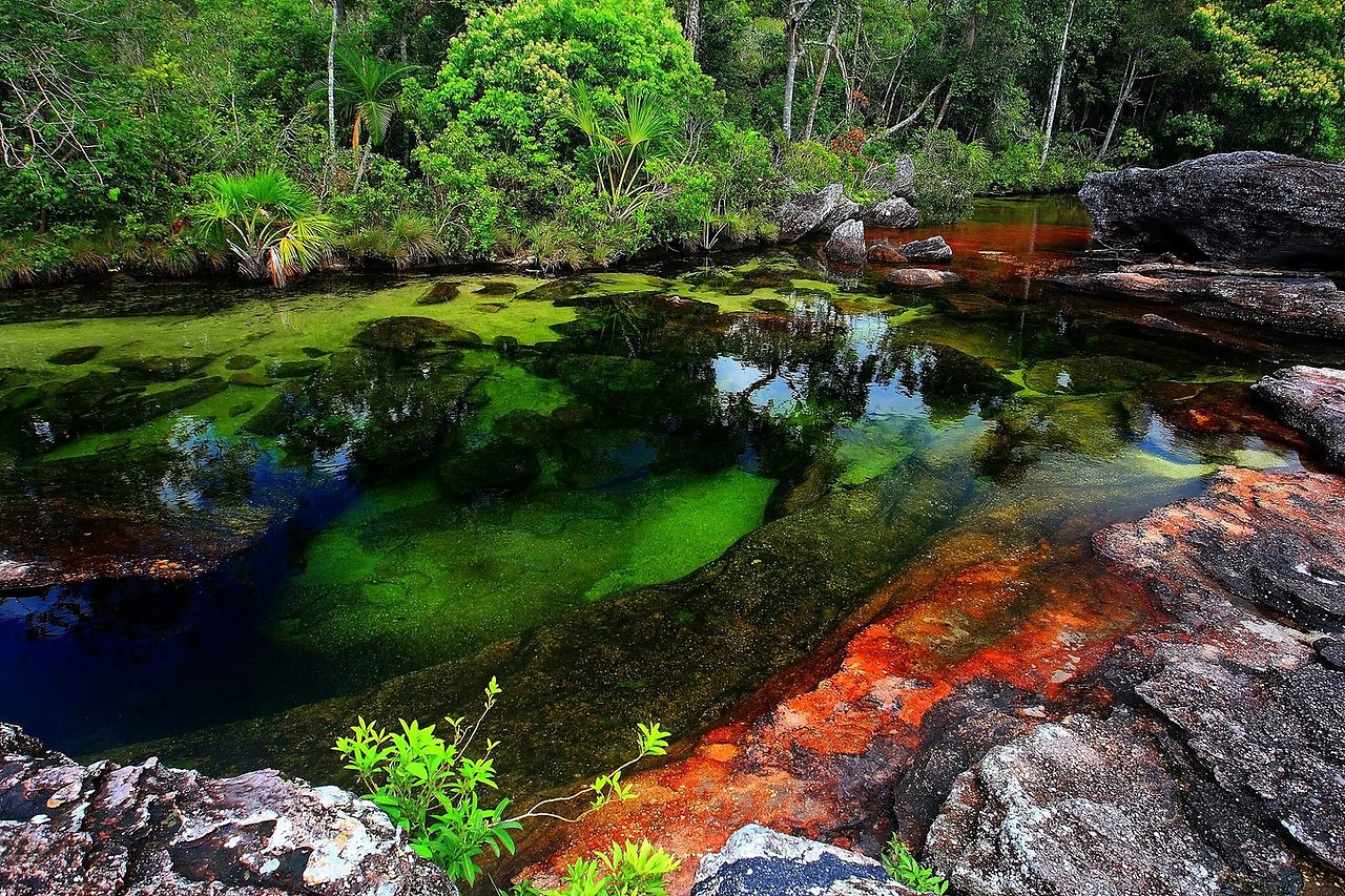   (Cano Cristales -  )    . - 2