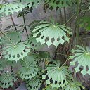 ���� Eric, ����, 61 ��� - ��������� 21 ��� 2016 � ������ �Flora and fauna�