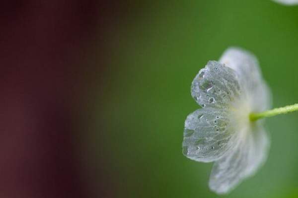      (Diphylleia grayi)  .    ... - 3