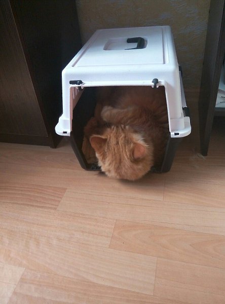 #Безкота_добро.Моему любимому коту уже 2 года. Хочу рассказать историю его жизни! )Моя мама ... - 3