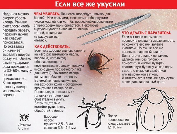 ПРАВИЛА ЗАЩИТЫ ОТ УКУСОВ КЛЕЩЕЙ.- избегайте места обитания клещей, особенно в мае-июле- для прогулок ...