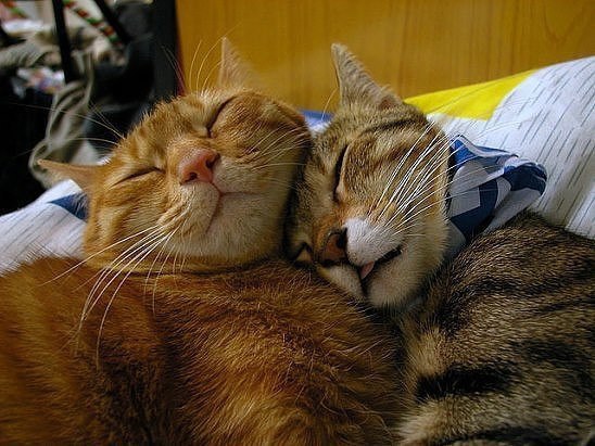 Супружество — это отношения между двумя людьми, один из которых всегда прав, а другой — муж!)))